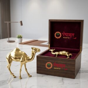 Camel