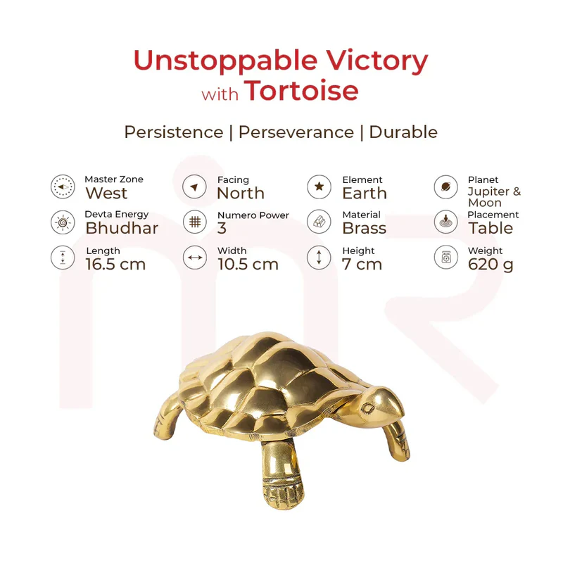 turtoise